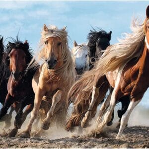 Trefl 1000 Pieces Puzzle - Galloping Horses 🐎 - High Quality Jigsaw - 10446 🧩